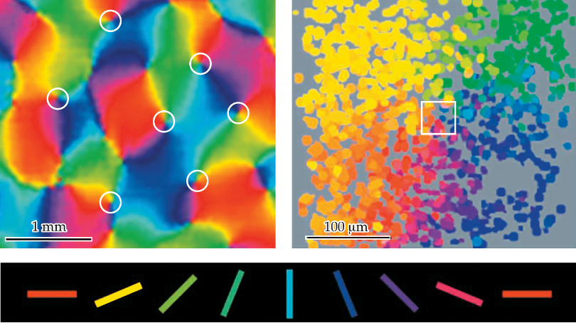 <p>orientation maps are drawn from ________ _______</p>