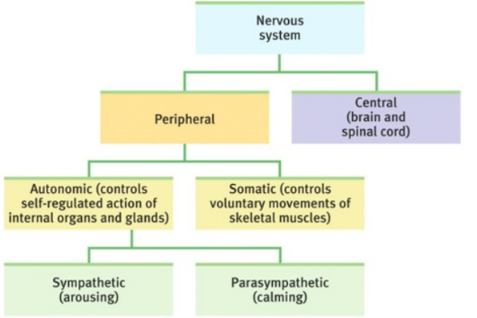 <p>This is the body’s speedy, electrochemical communication <a target="_blank" rel="noopener noreferrer nofollow" class="link" href="http://system.It" download="true">system.It</a> is made up of the central and peripheral nervous systems.</p>