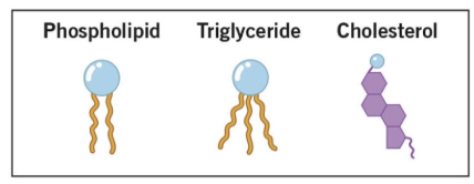 <p>water insoluble group of organic molecules</p><ul><li><p>1:2 carbon to hydrogen ratio (very little oxygen)</p></li><li><p>include</p><ul><li><p>fatty acids, glycerides, phospholipids and glycolipids, steroids, and eicosanoids</p></li></ul></li></ul><p></p>