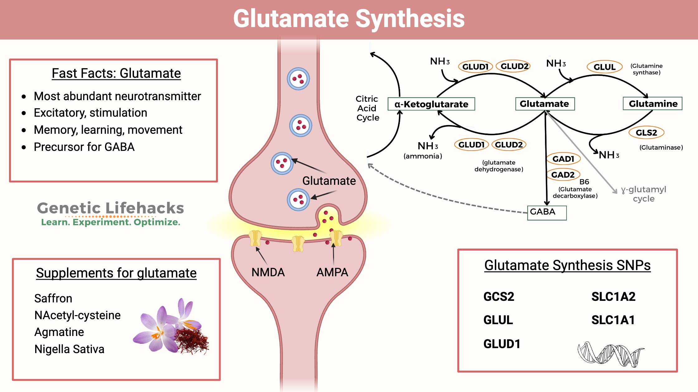 <ul><li><p>primary excitatory nt</p></li><li><p>used throughout brain</p></li><li><p>ionotropic and metabotropic receptors</p></li><li><p>some glutamate-targeted drugs inhibit nt receptors because they affect negative feedback mechanisms</p></li><li><p>often not a great target for drugs because its all over the brain</p></li><li><p>typically antagonist drugs</p></li></ul><p></p>