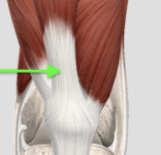 <p>quadriceps tendon</p>