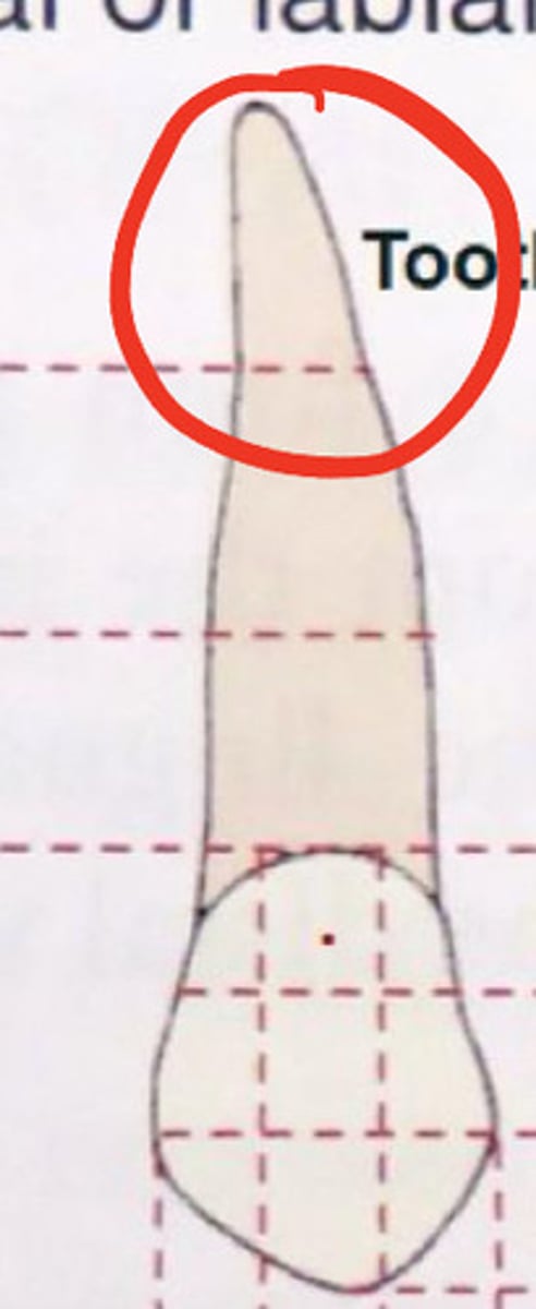 knowt flashcard image