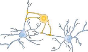 oligodendrocytes are..