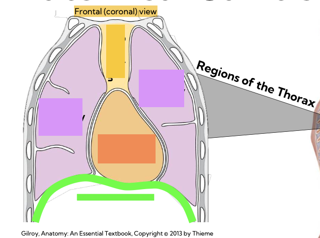 <p>name the 5 regions of the thorax</p>