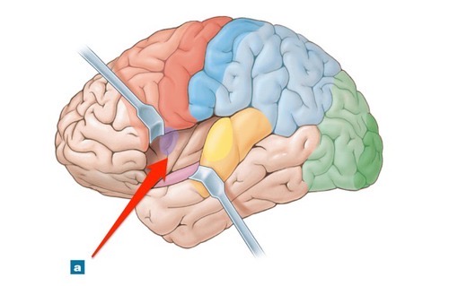 Lobe deep to the frontal and temporal lobes