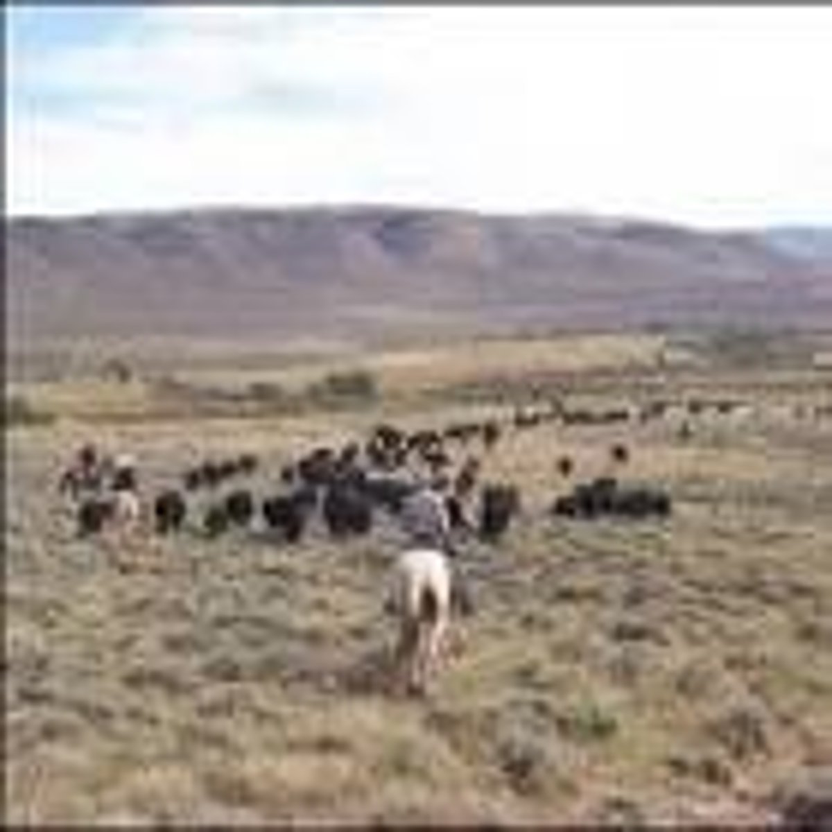 <p>the idea that cattle can be grazed on large tracts of public and/or private property; invention of barbed wire ended this idea and drove many small cattle ranches out of business and off their small plots of land</p>