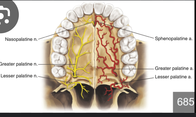 <p>Incisive canal</p>