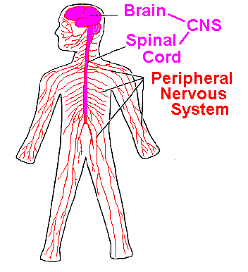 <p>Throughout the body, consists of neurons that convey messages to and from the central nervous system.</p><p>Somatic: transmits sensory information to the central nervous system, and carries out motor commands.</p><p>Autonomic: conveys information to and from internal bodily structures that carry out basic life processes.</p><ul><li><p>Sympathetic is activated when under threat</p></li><li><p>Parasympathetic maintains homeostasis</p></li></ul>