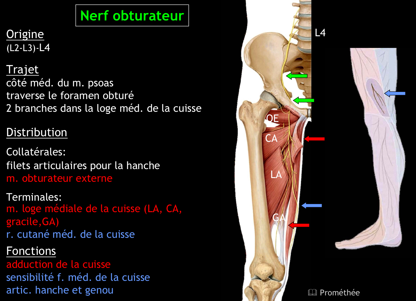 <p>Partie médiane de la face médiale de la cuisse</p>