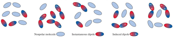 <p>or London dispersion forces result from the Coulombic attractions between instantaneous dipoles of nonpolar molecules.</p>