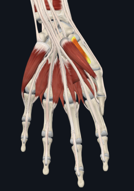<p>What muscle is this</p>