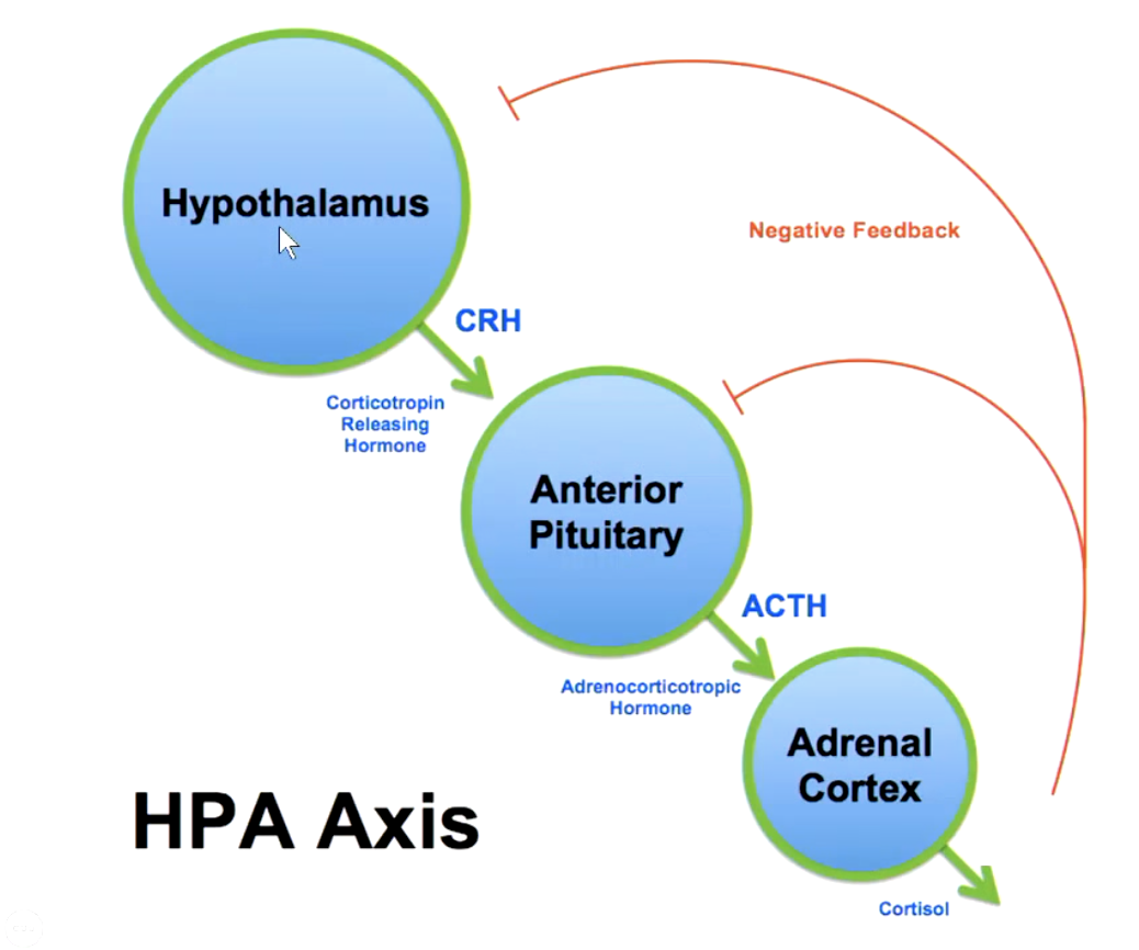 <p>HPA axis (hypothalamus + ant. pituitary + adrenal cortex)</p>