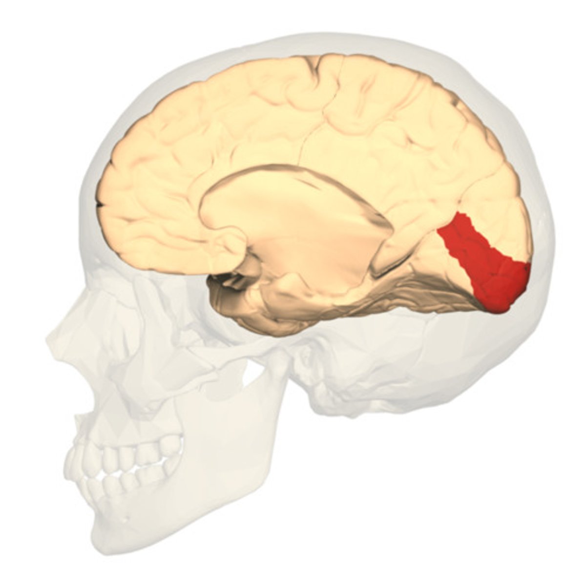<p>Another term for the primary visual cortex.</p>