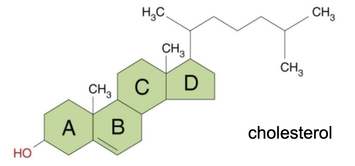 <p>type of lipid; part of membranes that keeps them fluid; has 4 carbon rings with an —OH group attached to one ring</p>