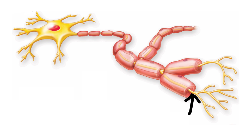 <p>long cytoplasmic projection that conduct action potential</p>