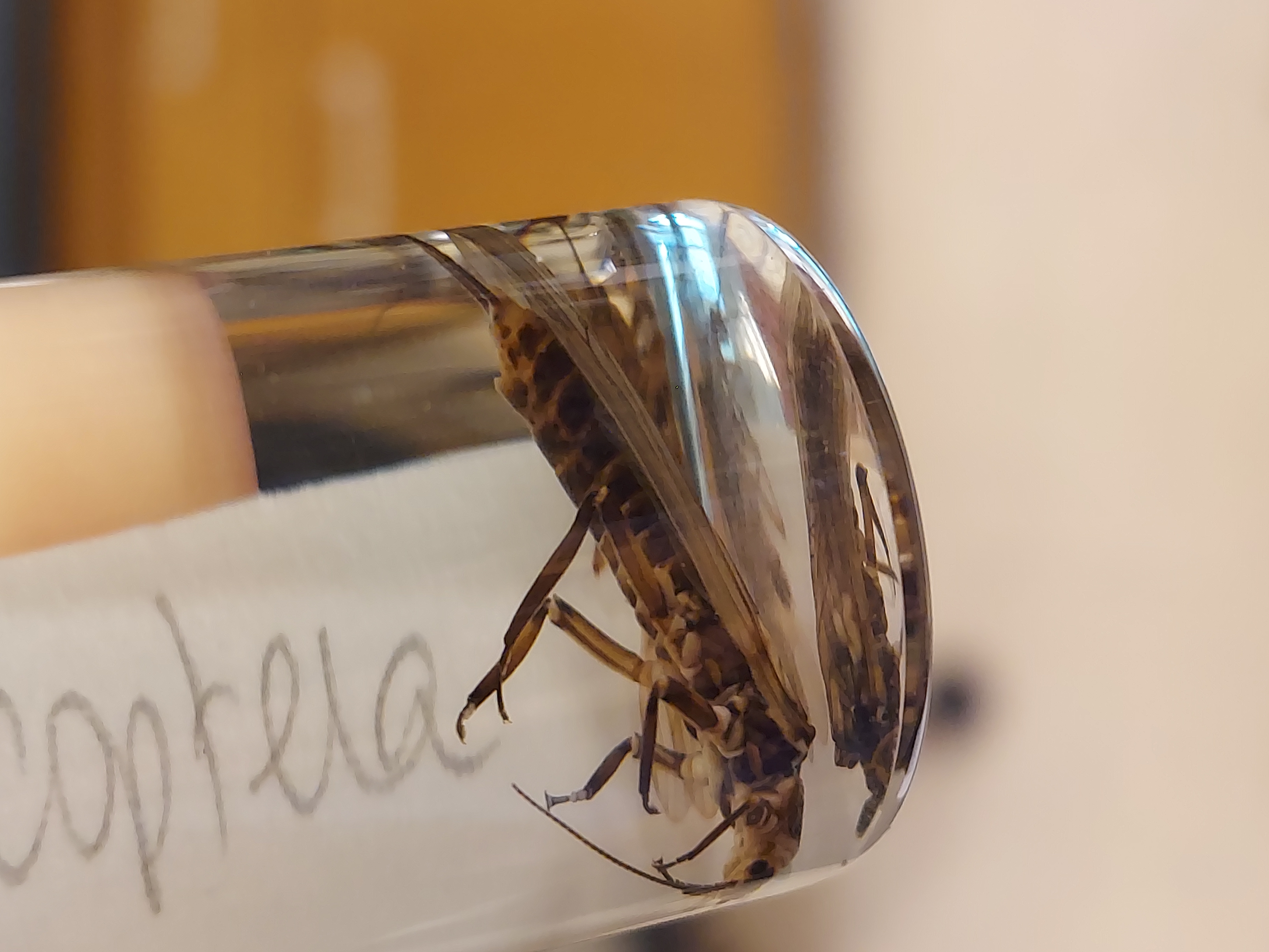 <p>6 jointed legs</p><p>Wing pads</p><p>2 prominent caudal filaments</p><p>Feathery gills on thorax, head, or abdomen</p>