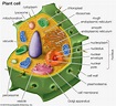 <p>A specialized structure within a cell that performs a specific function, such as energy production or protein synthesis. </p>