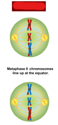 <p>The phase in meiosis 2 at which centrosomes migrate to poles, and chromosomes line up on the meta-phase plate. This is the same as metaphase in mitosis but done on chromosomes which have crossed over and exchanged tags.</p>