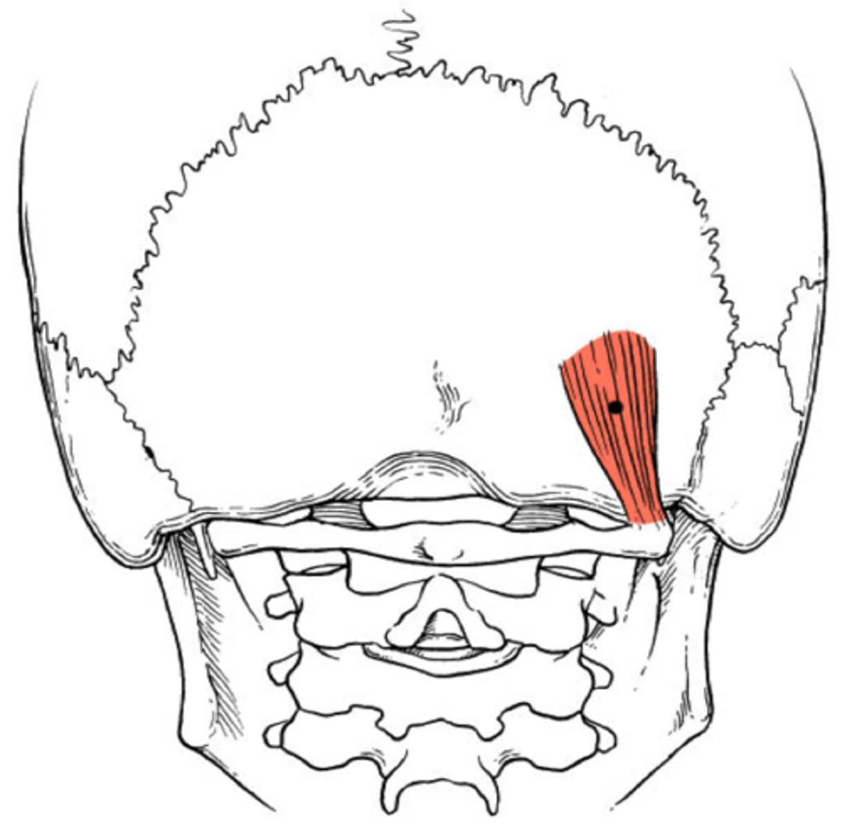 <p>transverse process of atlas (C1)</p>