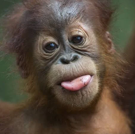 <p>Charteristics of Orangutans</p>