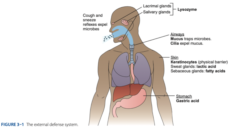 <p>Goblet cells </p>