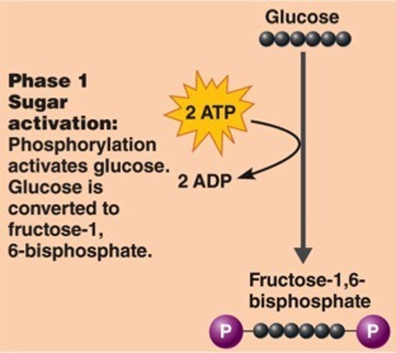 <p>preparatory phase: adds 2 phosphate groups to glucose<br>1. confines product of reaction to INSIDE the cell<br>2. neg charged P groups repel &amp; destabilized molecule so it can be broken apart (in stage 2)<br><br>REQUIRES ENERGY (ENDERGONIC)<br>=&gt; 2 ATP is used per molecule of glucose</p>