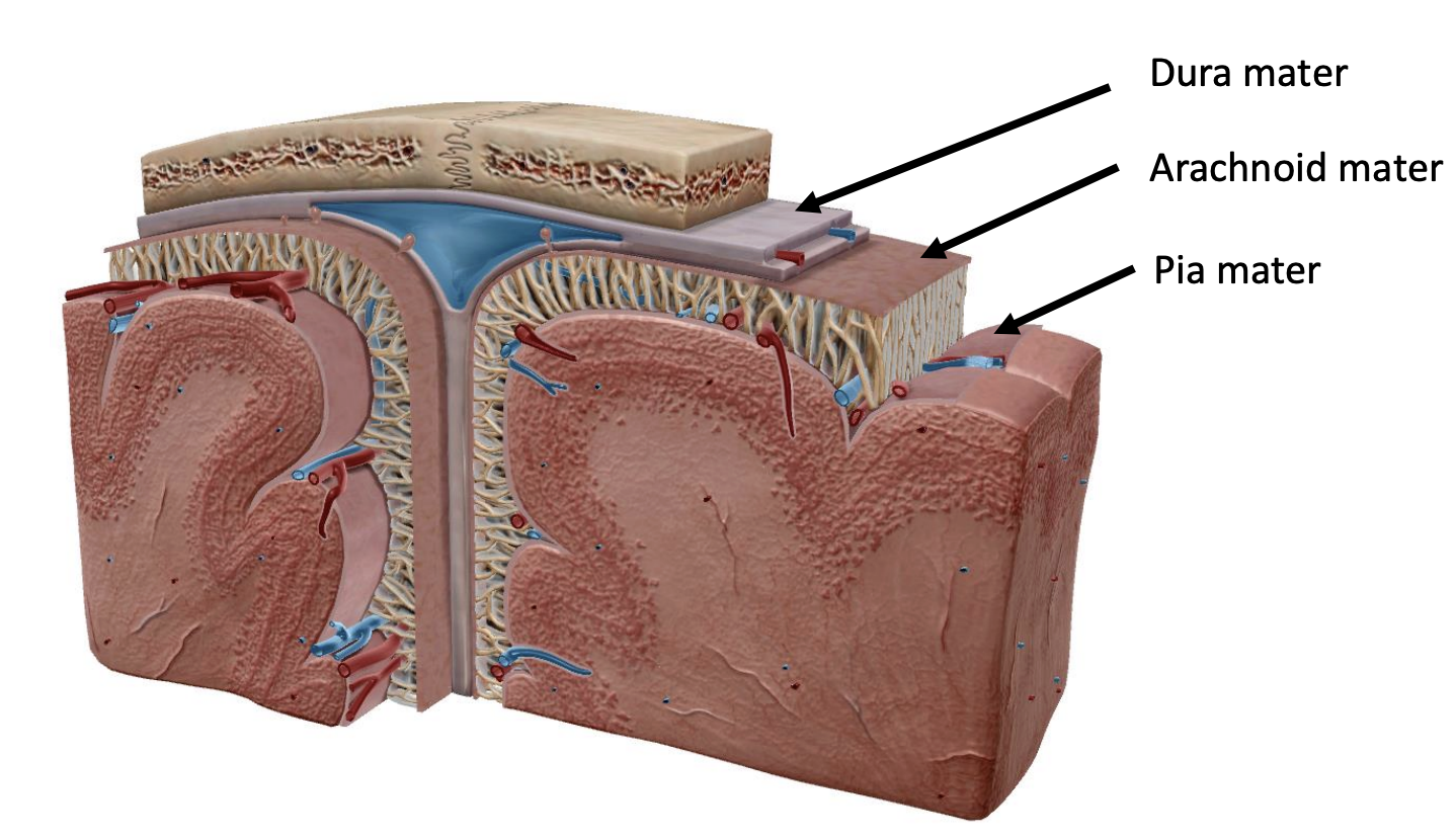<p>3 layers of connective tissue covering the CNS.</p><p>Cushion external forces, provide support and a barrier against infection.</p>