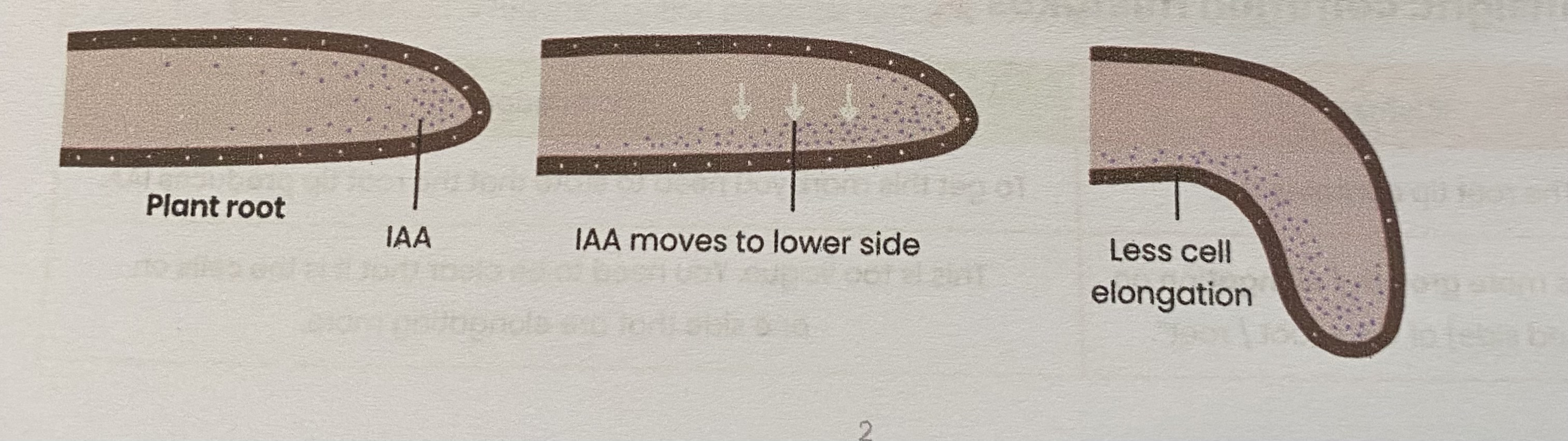 <ol><li><p>Cells in <strong>tip</strong> of shoot/ root produce IAA</p></li><li><p>IAA <strong>diffuses</strong> down shoot/ root (evenly initially)</p></li><li><p>IAA moves to <strong>lower side</strong> of shoot/ root (so concentration increases)</p></li><li><p>In <strong>shoots</strong> this <strong>stimulates cell elongation</strong> <u>whereas</u> in <strong>roots</strong> this <strong>inhibits cell elongation</strong></p></li><li><p>so <strong>shoots </strong>bend <strong>away from gravity </strong><u>whereas</u> <strong>root</strong> bend <strong>towards gravity</strong></p></li></ol><p></p>