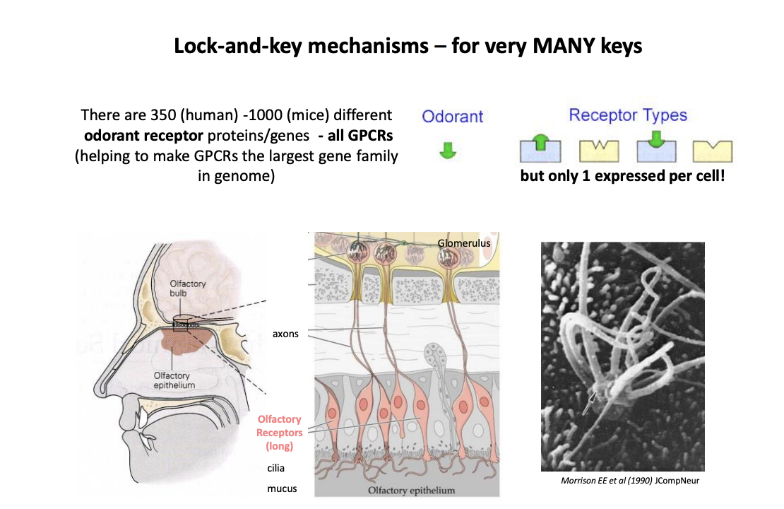<ol><li><p>cillila</p></li><li><p>lies in layer of mucus</p></li><li><p>in contact withthe air</p></li><li><p>axon arise from the cell ody and passes through perfoation in the base of the skull to rach the <strong>olfactory bulbs</strong> in the brain</p></li></ol><p>THEREFORE→ olfactory recepors cells are long receptors</p><p></p><p>one expressed per cell!</p>