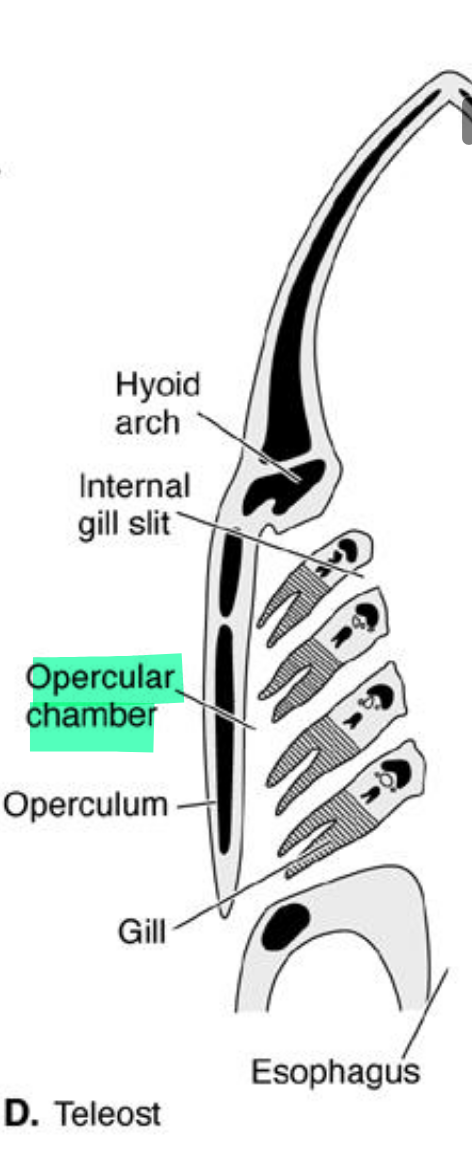 <p>in extant bony fish</p>