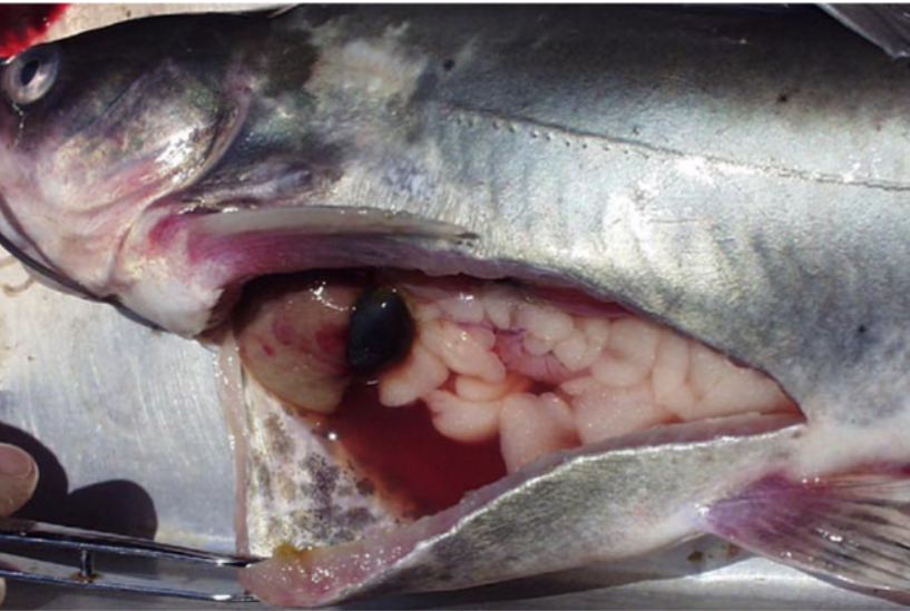 <p><span><span>&nbsp;</span></span>fluid in abdominal cavity</p>