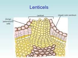 <ul><li><p>for transpiration </p></li><li><p>allow gases to diffuse in and out of plant tissues</p></li></ul>
