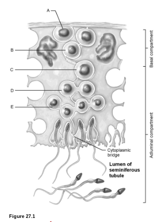 <p><strong>Sperm Production:</strong> What is <strong>A</strong>?</p>