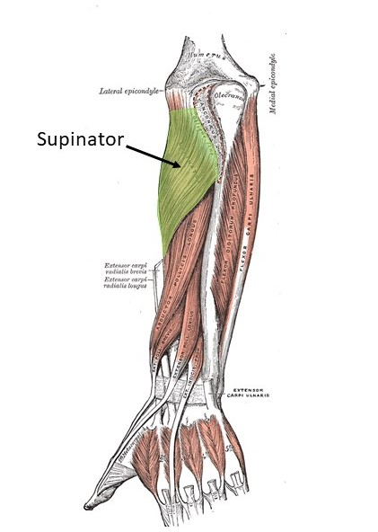 <p>Supinator</p>
