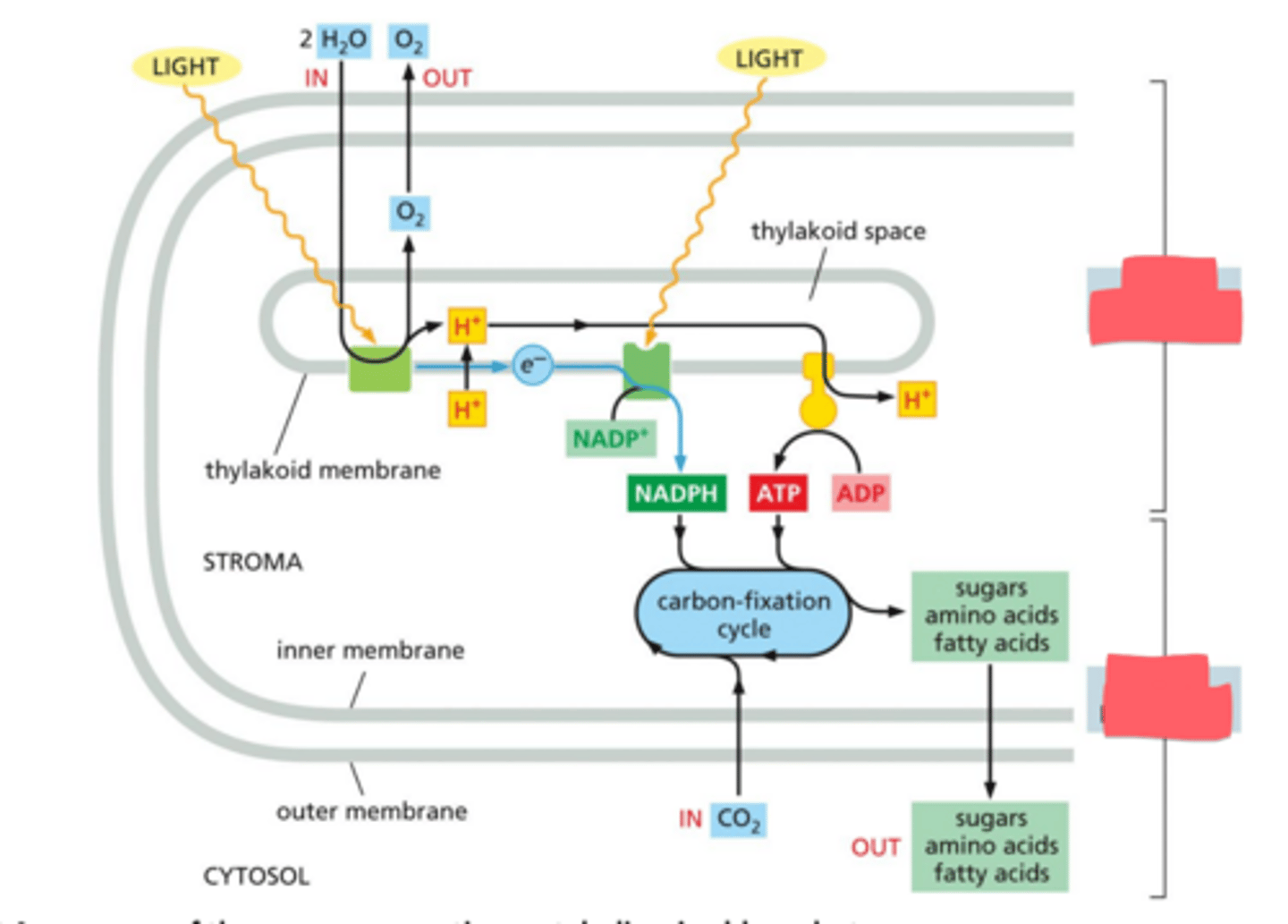<p>Where in the chloroplast do these reactions occur? (Try to avoid looking at the picture for this)</p>