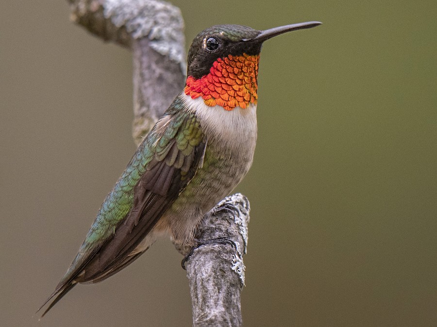 <p>What bird is this?</p>