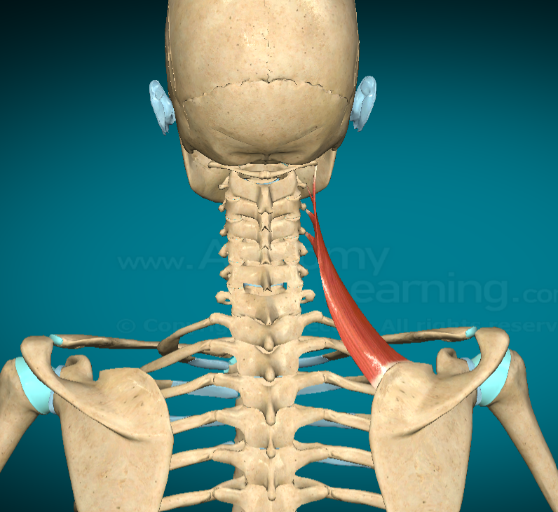 <p>What is this muscle and where is it found?</p>