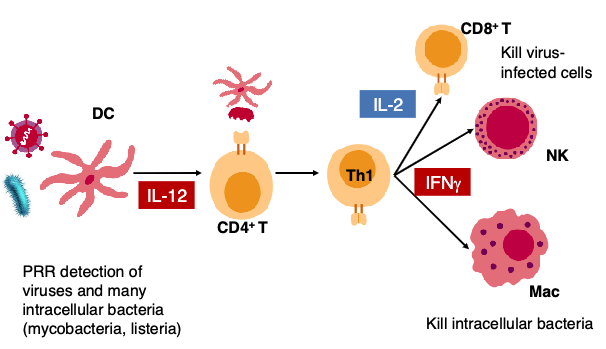 <p>Cell Medicated Immunity (CMI)</p>