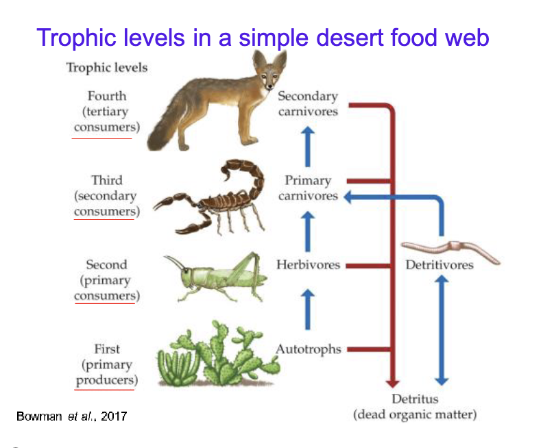<p>Trophic levels in a simple desert food web</p>
