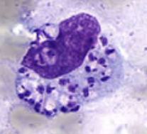 <p>What organism is this?</p>