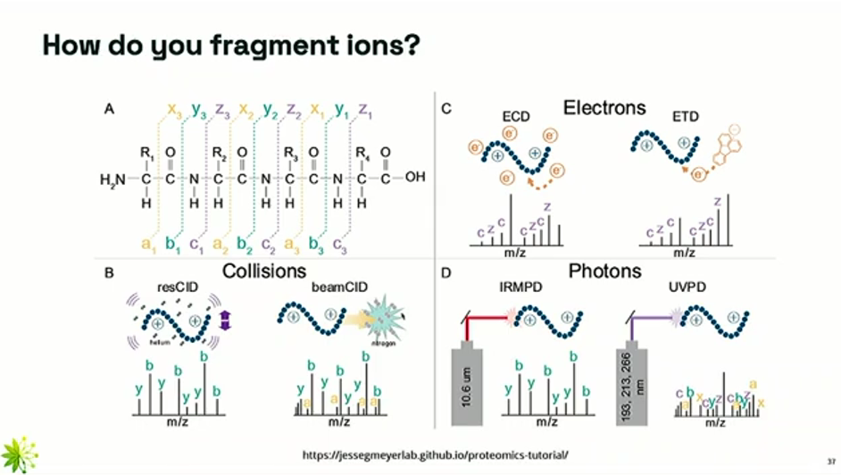 <p>The peptides should be broken in a predictable and consistent way (i.e. either all a/x bonds, all b/y bonds, or all c/z bonds).</p><p>Once a precursor ion is selected in MS1, it it passed into a collision cell where it is broken into smaller ions (called daughter ions or fragments). There are several methods to fragment it:</p><ol><li><p><strong><u>CID (Collision-Induced Dissociation)</u></strong> (beamCID on the image)</p><ul><li><p>The ions are collided with an inert gas like nitrogen.</p></li><li><p>The kinetic energy causes the weakest bonds (i.e. peptide bonds, b/y) to break.</p></li><li><p>This technique can be a bit imprecise (i.e. bonds other than peptide bonds can be broken). This is shown on the spectra of the beamCID, where we can see the presence of a ions.</p></li></ul></li></ol><ol start="2"><li><p><strong><u>ETD (Electron Transfer Dissociation)</u></strong></p><ul><li><p>More precise (i.e. no random breaks) than CID, but more complex</p></li><li><p>This technique breaks the c-z bonds (separates the amino group from the rest of the ion) through electron transfer</p></li></ul></li></ol><p>With these techniques, all possible fragmentation patterns are generated</p><p></p>
