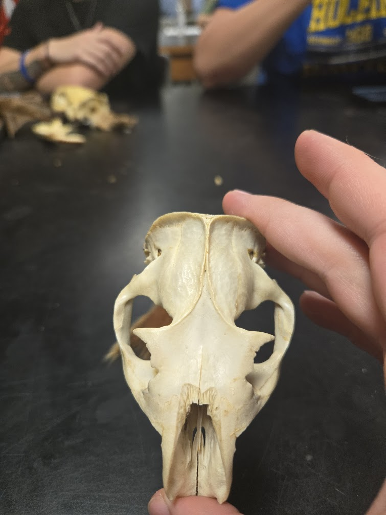 <p><span><span>1 0 2 3 = 22 teeth total</span><span><br></span><span>1 0 1 3</span><span><br></span><span> Eyes point up (burrowing</span><span><br></span><span>mammal)</span><span><br></span><span> Very prominent postorbital</span><span><br></span><span>process, projects at right</span><span><br></span><span>angle</span><span><br></span><span> Incisive foramen close to</span><span><br></span><span>incisors</span><span><br></span><span> Not fluted grinding teeth on</span><span><br></span><span>lower jaw (different than</span><span><br></span><span>beaver and muskrat)-</span><span><br></span><span>missing teeth will show</span><span><br></span><span>where roots attached vs.</span><span><br></span><span>square hole in fluted teeth</span></span></p>