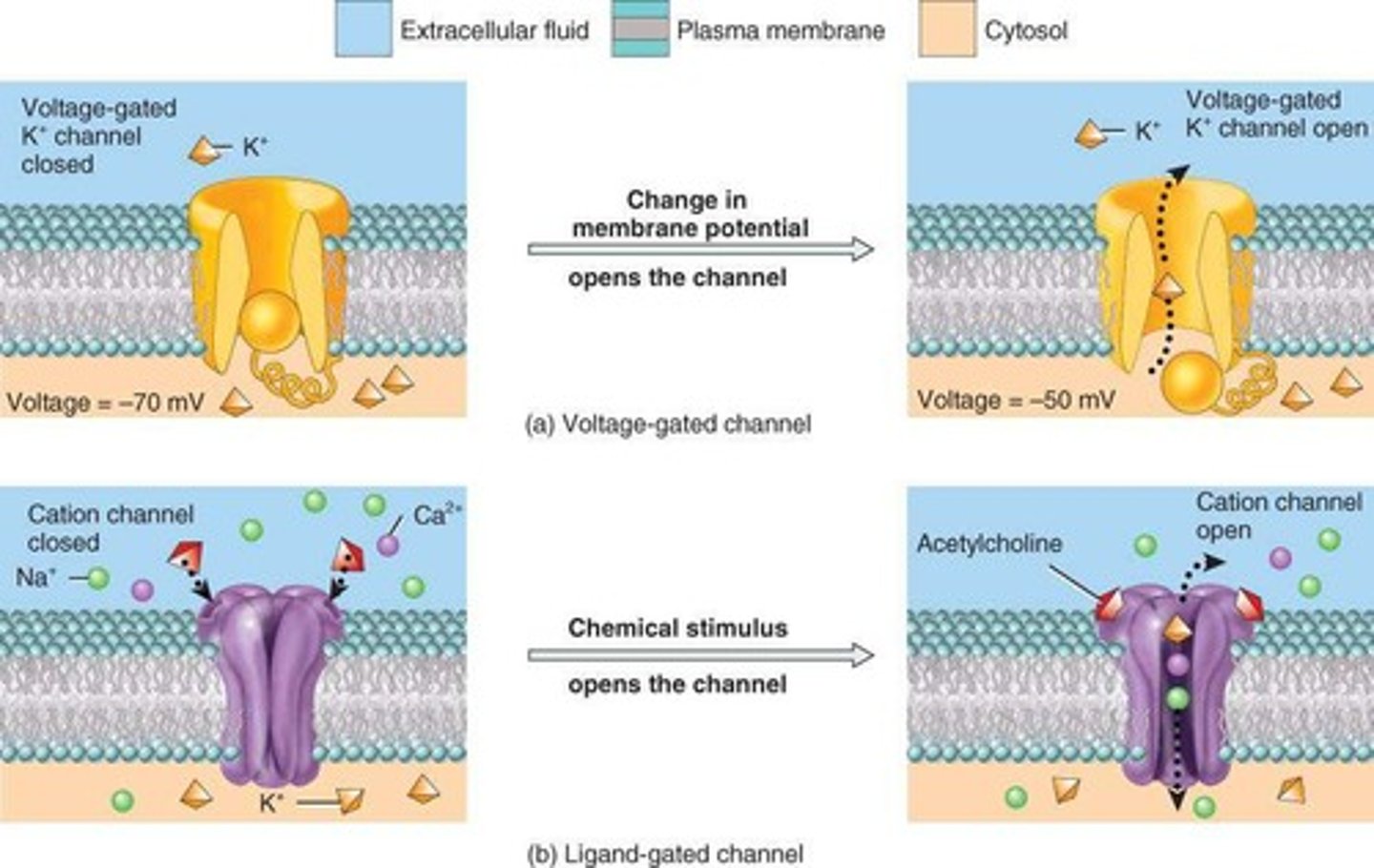 <p>They respond to changes in membrane potential, allowing for action potentials.</p>