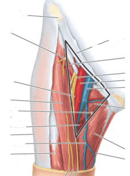 <p>Forma en la que discurren la arteria y vena femoral en esta imágen</p>