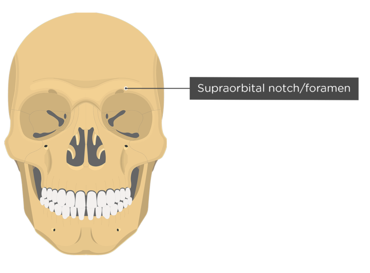 in frontal bone