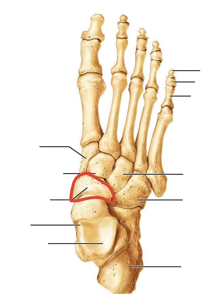 <p>tarsal bones</p>