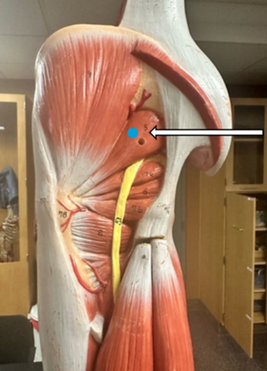 <p>piriformis (function)</p>