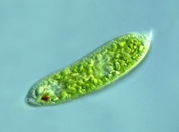 <p><span><strong>EUGLENOPHYTA predominant color</strong></span></p>