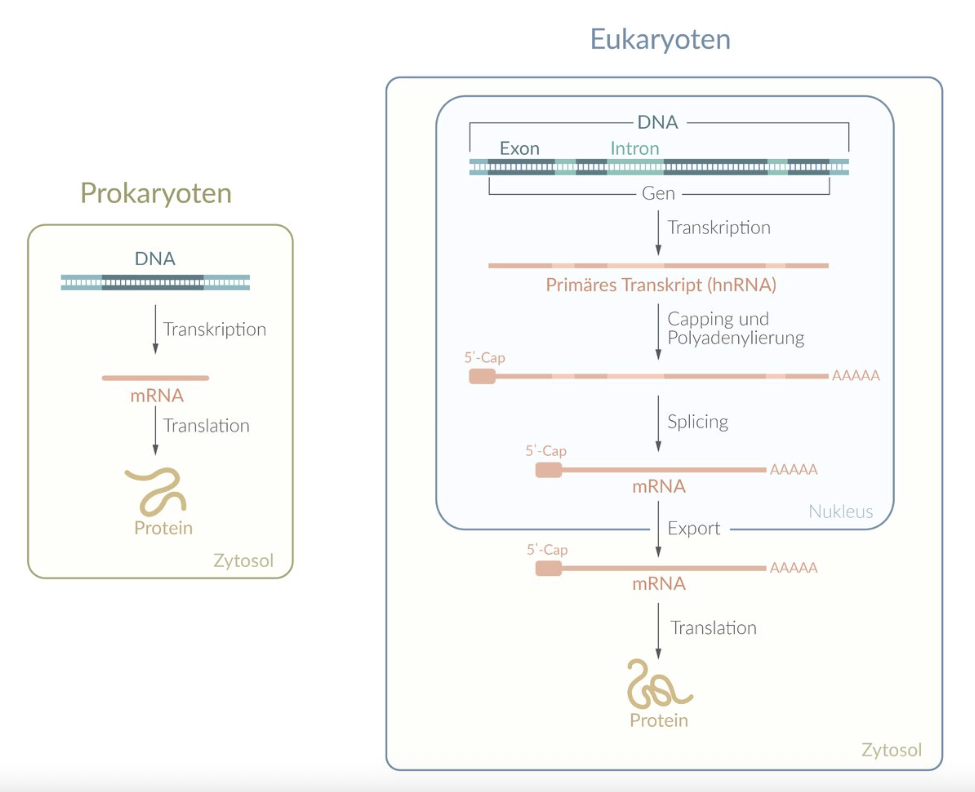 <p>B. DNA and RNA polymerase</p>