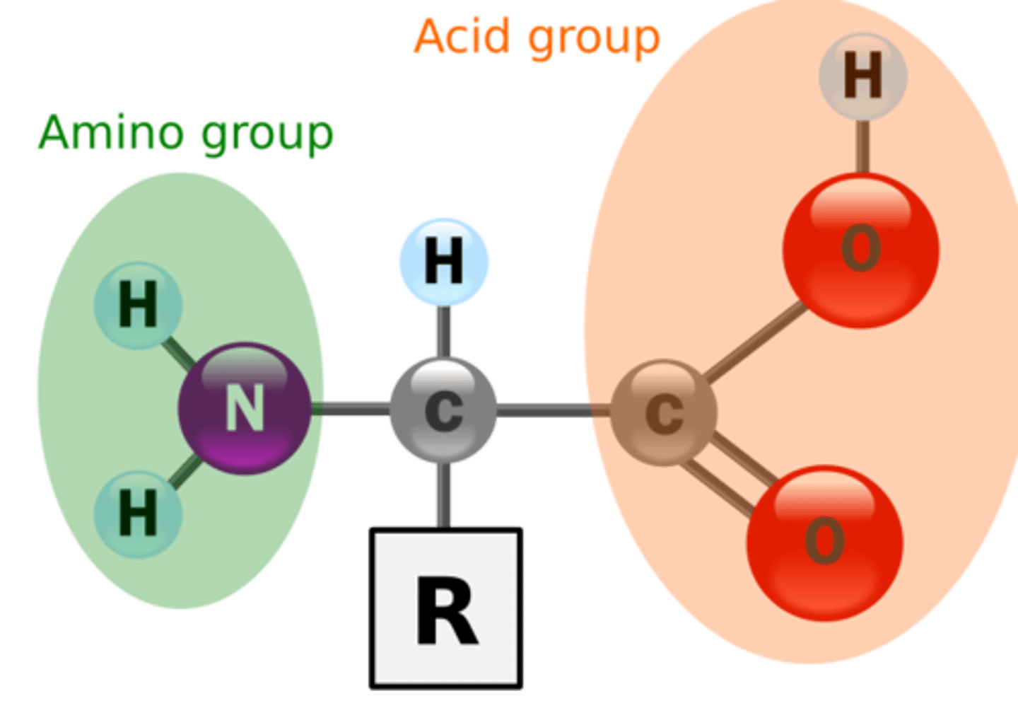 <p>These are organic molecules that contain an amino group (--NH2) and a carboxyl group (--COOH).</p>